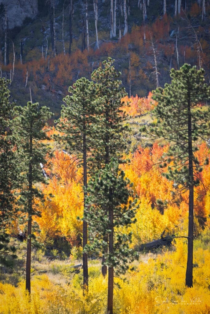 Mount Charleston Fall Color